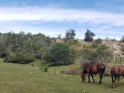 Horses graze in a field on the Cochrane property, with trees and hills in the background under a cloudy sky.