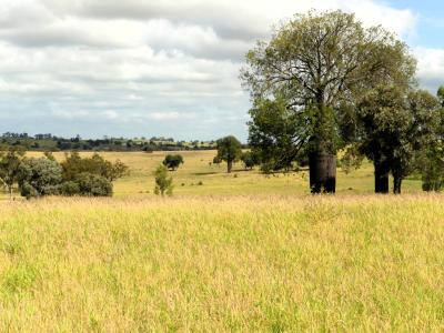 Minkadell Road, Roma, QLD - Farm